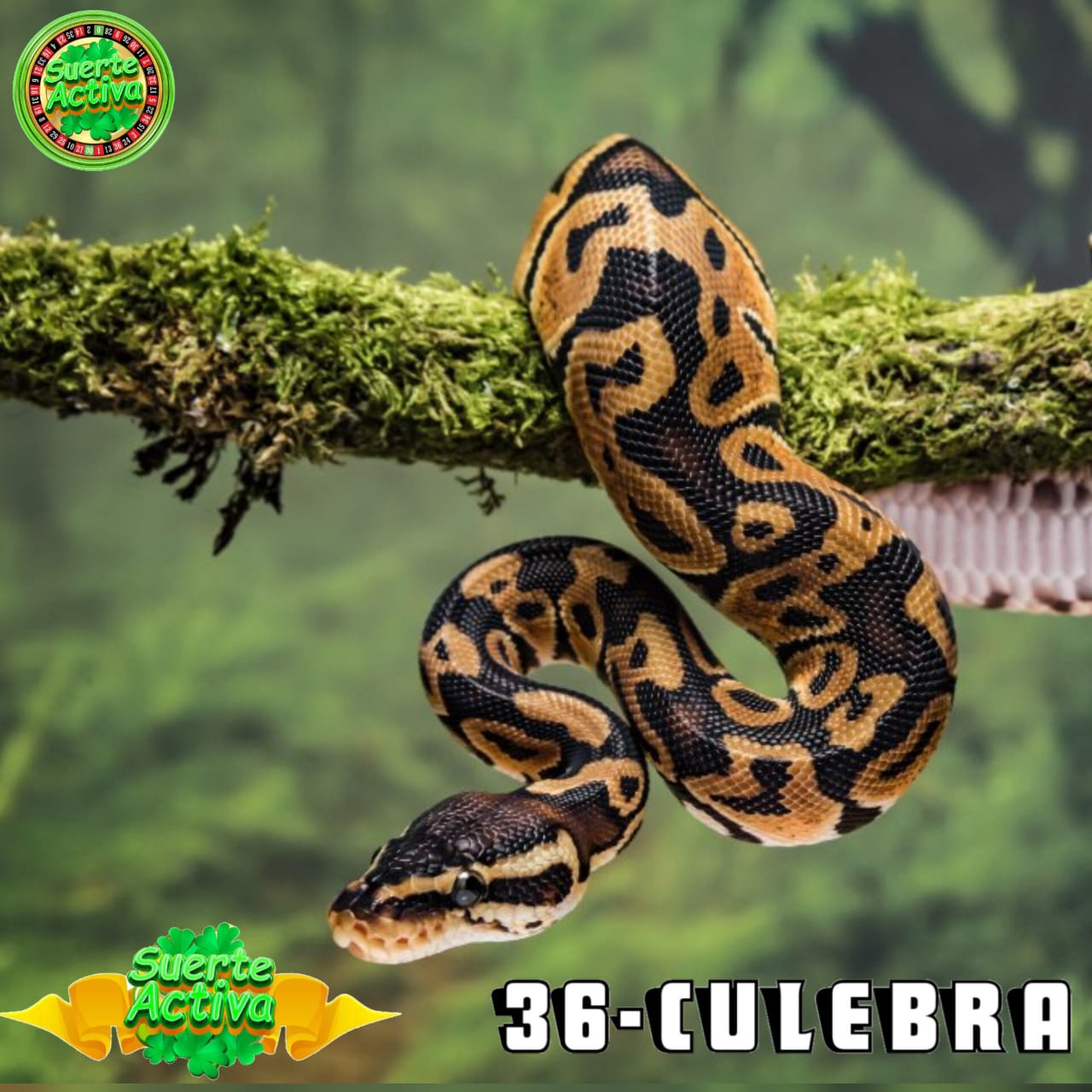 Resultado 2026-04-13 10:30:00